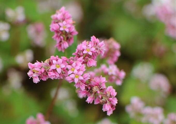 Sổ tay du lịch so tay du lich Sotaydulich Sotay Dulich Khampha Kham Pha Bui Hà Giang mùa hoa tam giác mạch