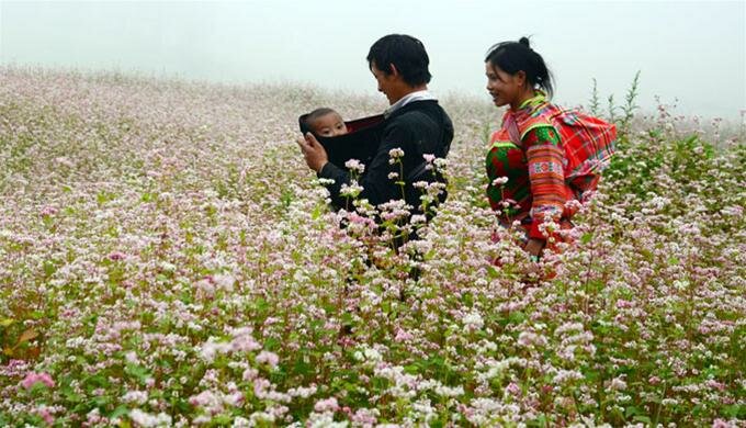 Sổ tay du lịch so tay du lich Sotaydulich Sotay Dulich Khampha Kham Pha Bui Hà Giang mùa hoa tam giác mạch