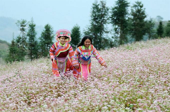 Sổ tay du lịch so tay du lich Sotaydulich Sotay Dulich Khampha Kham Pha Bui Hà Giang mùa hoa tam giác mạch