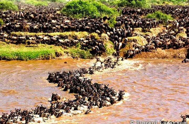 Sổ tay du lịch so tay du lich Sotaydulich Sotay Dulich Khampha Kham Pha Bui Hùng vĩ những đàn động vật hoang dã