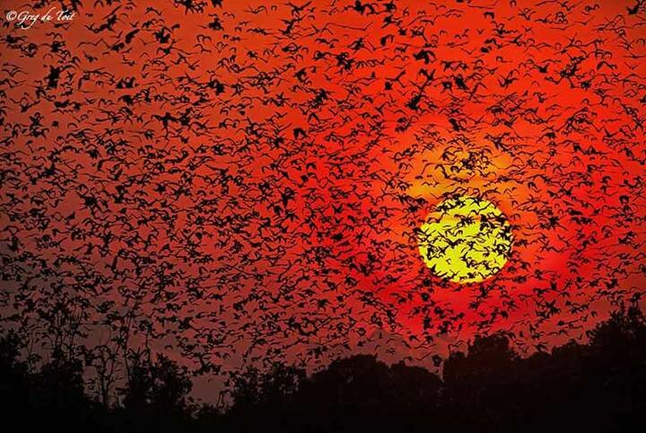 Sổ tay du lịch so tay du lich Sotaydulich Sotay Dulich Khampha Kham Pha Bui Hùng vĩ những đàn động vật hoang dã