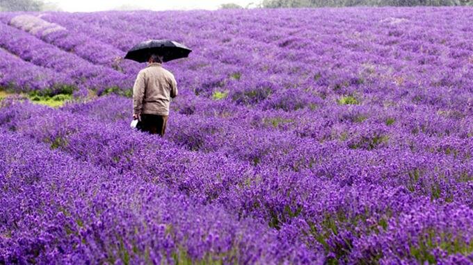 Sổ tay du lịch so tay du lich Sotaydulich Sotay Dulich Khampha Kham Pha Bui Oải hương nơi xứ sở sương mù