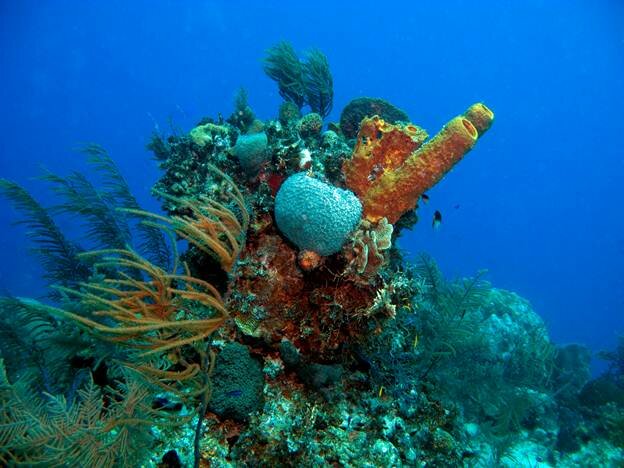 Sổ tay du lịch so tay du lich Sotaydulich Sotay Dulich Khampha Kham Pha Bui Quần đảo Turks và Caicos Đỉnh cao của sự xa hoa