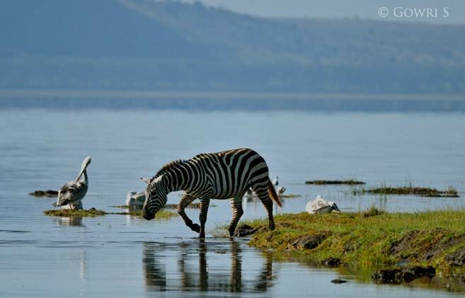 Sổ tay du lịch so tay du lich Sotaydulich Sotay Dulich Khampha Kham Pha Bui Hoang dã Hồ Nakuru