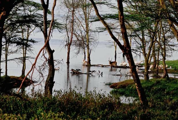 Sổ tay du lịch so tay du lich Sotaydulich Sotay Dulich Khampha Kham Pha Bui Hoang dã Hồ Nakuru