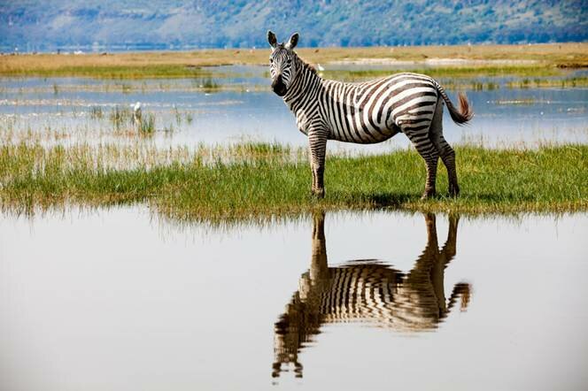 Sổ tay du lịch so tay du lich Sotaydulich Sotay Dulich Khampha Kham Pha Bui Hoang dã Hồ Nakuru