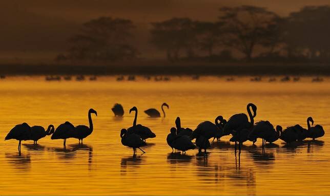 Sổ tay du lịch so tay du lich Sotaydulich Sotay Dulich Khampha Kham Pha Bui Hoang dã Hồ Nakuru
