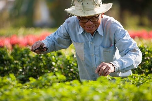 Sổ tay du lịch so tay du lich Sotaydulich Sotay Dulich Khampha Kham Pha Bui Tết sớm trên làng hoa Sa Đéc
