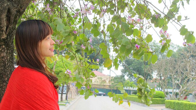 Sổ tay du lịch so tay du lich Sotaydulich Sotay Dulich Khampha Kham Pha Bui Hoa ban nở sớm giữa lòng Hà Nội
