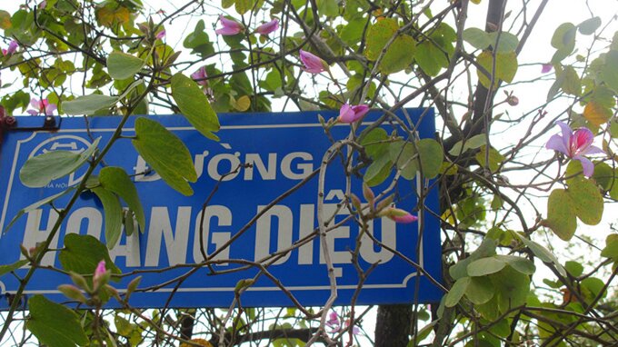 Sổ tay du lịch so tay du lich Sotaydulich Sotay Dulich Khampha Kham Pha Bui Hoa ban nở sớm giữa lòng Hà Nội