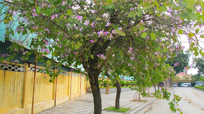 Sổ tay du lịch so tay du lich Sotaydulich Sotay Dulich Khampha Kham Pha Bui Hoa ban nở sớm giữa lòng Hà Nội