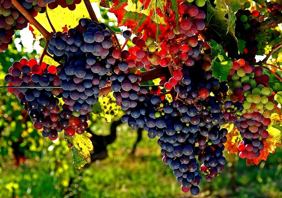 Sổ tay du lịch so tay du lich Sotaydulich Sotay Dulich Khampha Kham Pha Bui Bordeaux thành phố của rượu vang