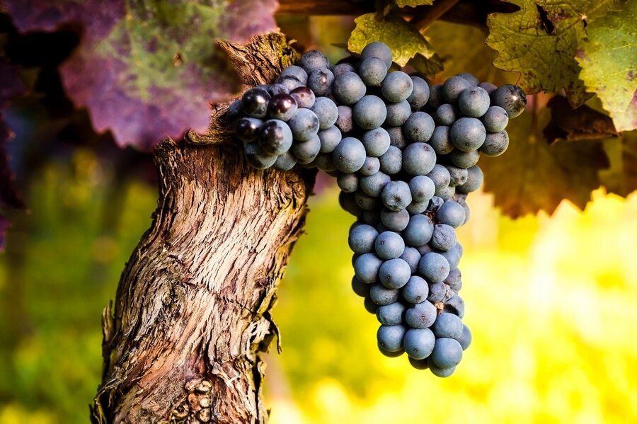 Sổ tay du lịch so tay du lich Sotaydulich Sotay Dulich Khampha Kham Pha Bui Bordeaux thành phố của rượu vang
