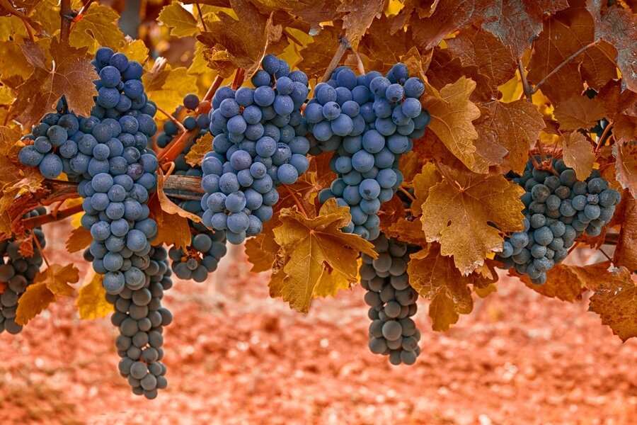 Sổ tay du lịch so tay du lich Sotaydulich Sotay Dulich Khampha Kham Pha Bui Bordeaux thành phố của rượu vang