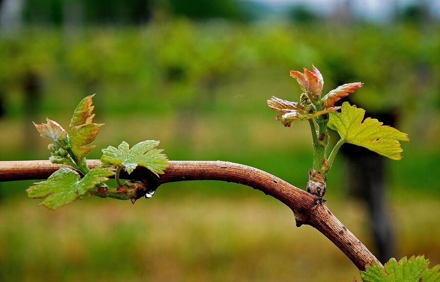 Sổ tay du lịch so tay du lich Sotaydulich Sotay Dulich Khampha Kham Pha Bui Bordeaux thành phố của rượu vang
