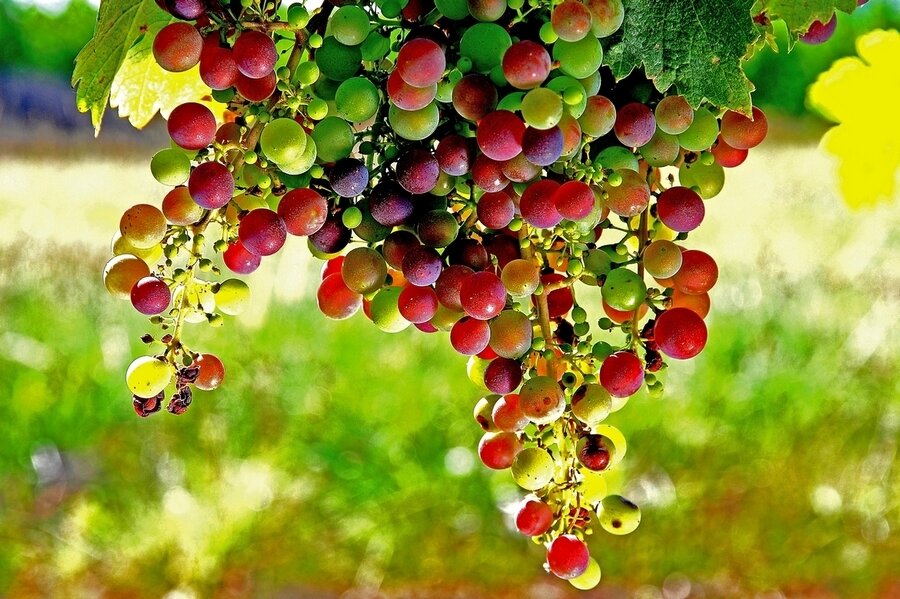 Sổ tay du lịch so tay du lich Sotaydulich Sotay Dulich Khampha Kham Pha Bui Bordeaux thành phố của rượu vang