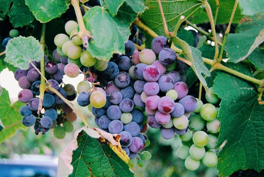Sổ tay du lịch so tay du lich Sotaydulich Sotay Dulich Khampha Kham Pha Bui Bordeaux thành phố của rượu vang
