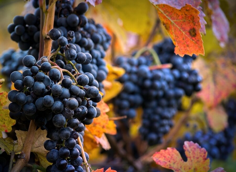 Sổ tay du lịch so tay du lich Sotaydulich Sotay Dulich Khampha Kham Pha Bui Bordeaux thành phố của rượu vang