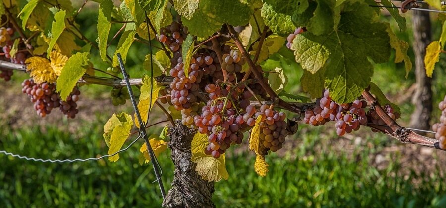 Sổ tay du lịch so tay du lich Sotaydulich Sotay Dulich Khampha Kham Pha Bui Bordeaux thành phố của rượu vang