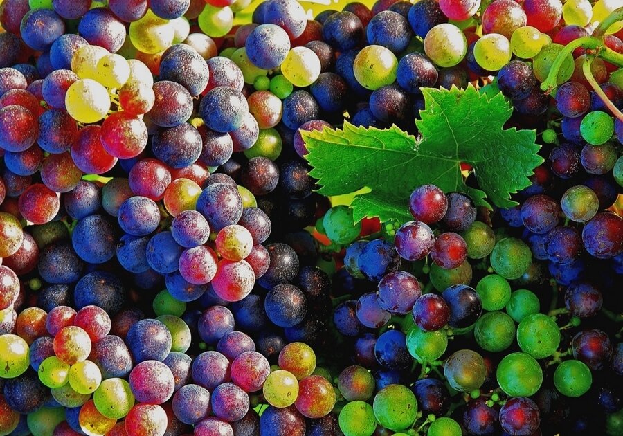 Sổ tay du lịch so tay du lich Sotaydulich Sotay Dulich Khampha Kham Pha Bui Bordeaux thành phố của rượu vang