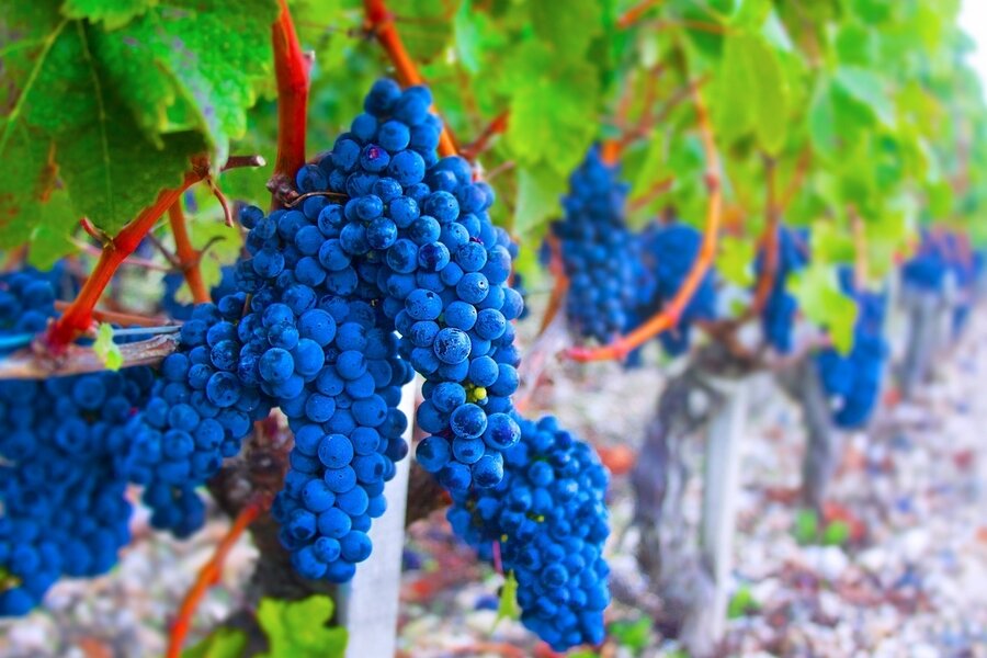 Sổ tay du lịch so tay du lich Sotaydulich Sotay Dulich Khampha Kham Pha Bui Bordeaux thành phố của rượu vang