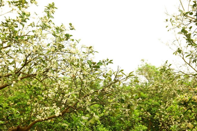 Sổ tay du lịch so tay du lich Sotaydulich Sotay Dulich Khampha Kham Pha Bui Tháng ba ngát mùa hoa bưởi