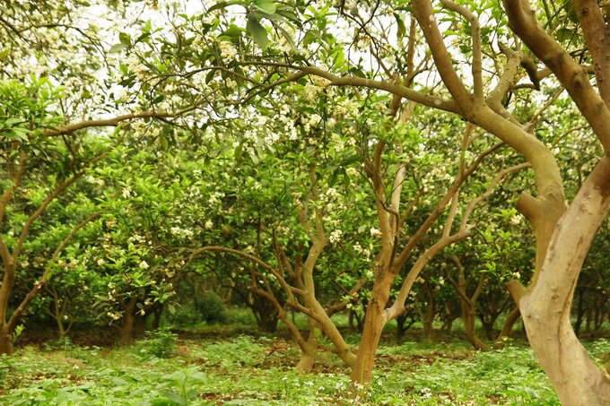 Sổ tay du lịch so tay du lich Sotaydulich Sotay Dulich Khampha Kham Pha Bui Tháng ba ngát mùa hoa bưởi