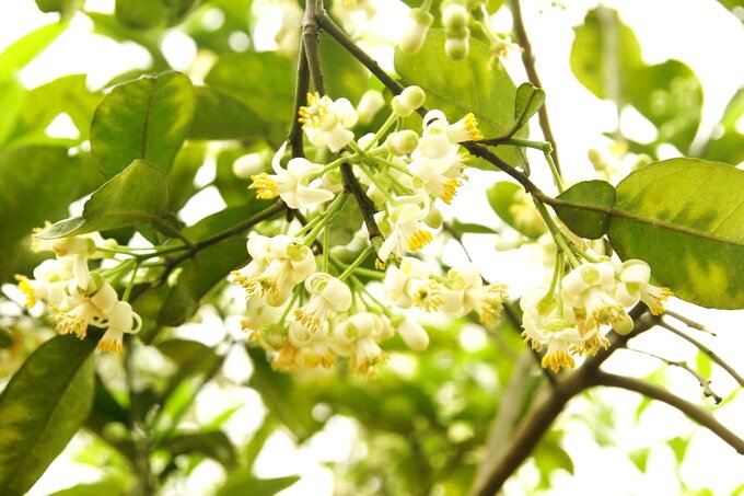 Sổ tay du lịch so tay du lich Sotaydulich Sotay Dulich Khampha Kham Pha Bui Tháng ba ngát mùa hoa bưởi