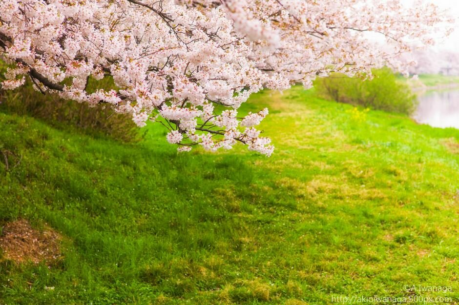 Sổ tay du lịch so tay du lich Sotaydulich Sotay Dulich Khampha Kham Pha Bui Tuyệt đẹp sắc hoa anh đào