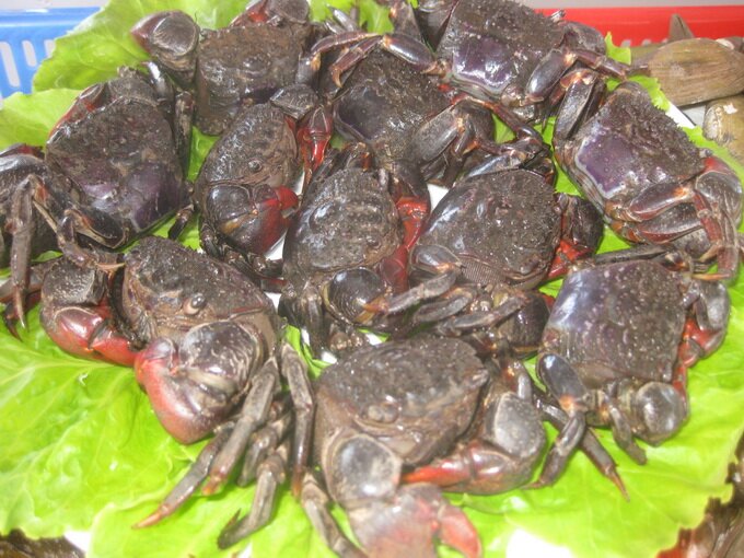 Sổ tay du lịch so tay du lich Sotaydulich Sotay Dulich Khampha Kham Pha Bui Chù ụ - đặc sản vùng duyên hải