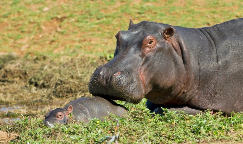 Sổ tay du lịch so tay du lich Sotaydulich Sotay Dulich Khampha Kham Pha Bui Kariba đoá hoa hiện ra giữa hoang mạc