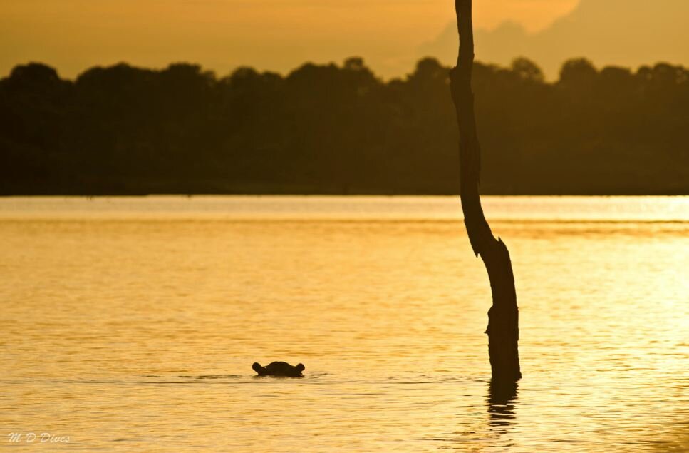 Sổ tay du lịch so tay du lich Sotaydulich Sotay Dulich Khampha Kham Pha Bui Kariba đoá hoa hiện ra giữa hoang mạc
