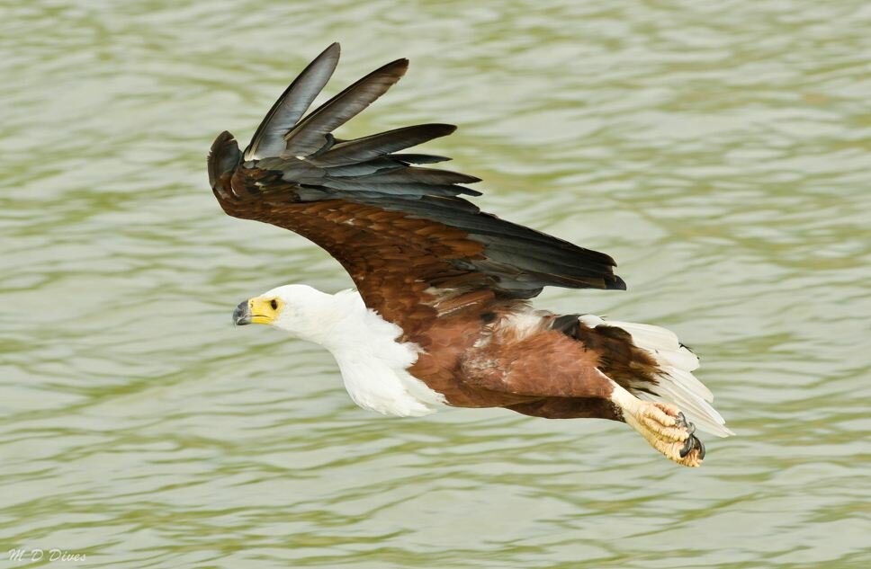 Sổ tay du lịch so tay du lich Sotaydulich Sotay Dulich Khampha Kham Pha Bui Kariba đoá hoa hiện ra giữa hoang mạc