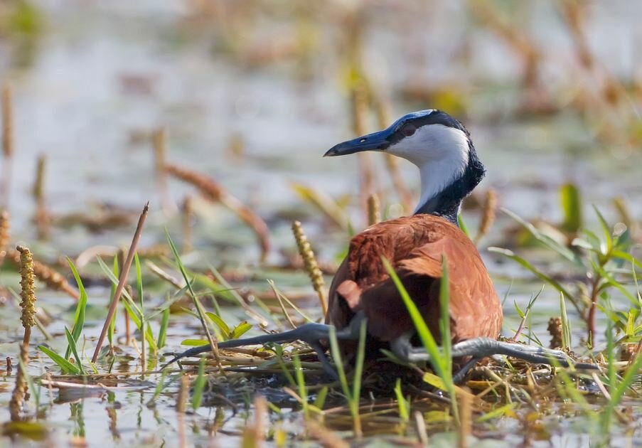 Sổ tay du lịch so tay du lich Sotaydulich Sotay Dulich Khampha Kham Pha Bui Kariba đoá hoa hiện ra giữa hoang mạc