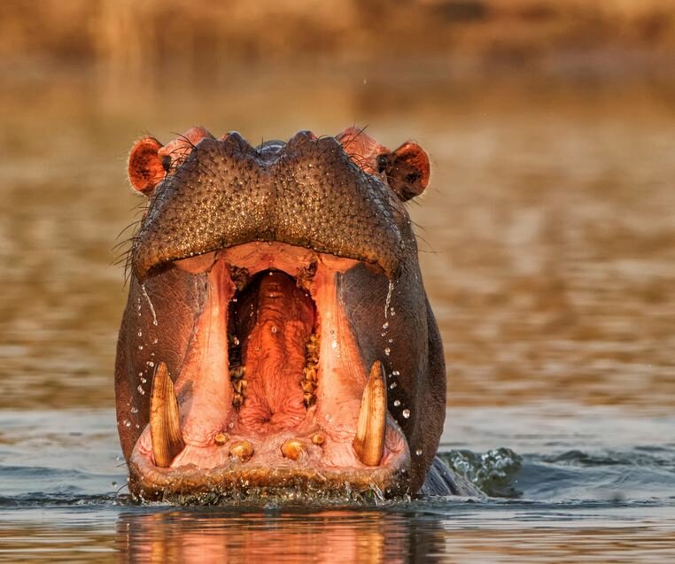 Sổ tay du lịch so tay du lich Sotaydulich Sotay Dulich Khampha Kham Pha Bui Kariba đoá hoa hiện ra giữa hoang mạc