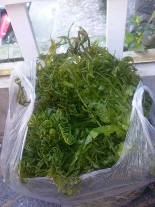 Sổ tay du lịch so tay du lich Sotaydulich Sotay Dulich Khampha Kham Pha Bui Đặc sản rau rừng An Lão