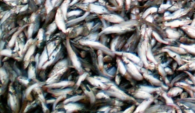 Sổ tay du lịch so tay du lich Sotaydulich Sotay Dulich Khampha Kham Pha Bui Muốn ăn cá chốt trên bờ Triều Châu