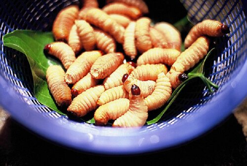 Sổ tay du lịch so tay du lich Sotaydulich Sotay Dulich Khampha Kham Pha Bui Món ngon từ dừa trong ẩm thực Bến Tre