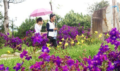 Sổ tay du lịch so tay du lich Sotaydulich Sotay Dulich Khampha Kham Pha Bui Ngất ngây cùng sắc tím hoa mua ở Đà Lạt