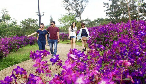 Sổ tay du lịch so tay du lich Sotaydulich Sotay Dulich Khampha Kham Pha Bui Ngất ngây cùng sắc tím hoa mua ở Đà Lạt