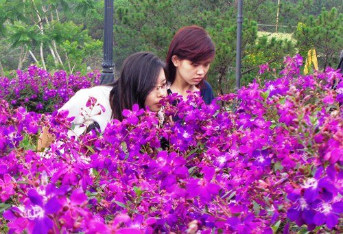 Sổ tay du lịch so tay du lich Sotaydulich Sotay Dulich Khampha Kham Pha Bui Ngất ngây cùng sắc tím hoa mua ở Đà Lạt