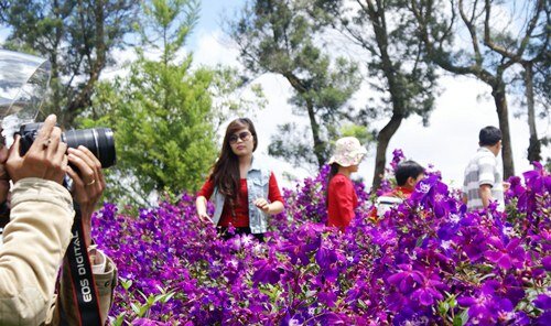 Sổ tay du lịch so tay du lich Sotaydulich Sotay Dulich Khampha Kham Pha Bui Ngất ngây cùng sắc tím hoa mua ở Đà Lạt
