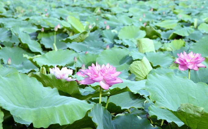 Sổ tay du lịch so tay du lich Sotaydulich Sotay Dulich Khampha Kham Pha Bui Sen vào hạ