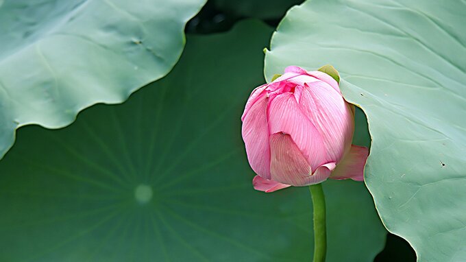 Sổ tay du lịch so tay du lich Sotaydulich Sotay Dulich Khampha Kham Pha Bui Sen vào hạ