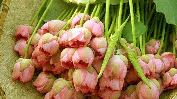 Sổ tay du lịch so tay du lich Sotaydulich Sotay Dulich Khampha Kham Pha Bui Sen vào hạ