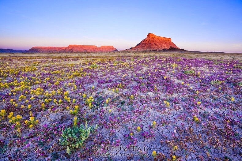 Sổ tay du lịch so tay du lich Sotaydulich Sotay Dulich Khampha Kham Pha Bui Tuyệt đẹp hoa dại trên sa mạc Colorado