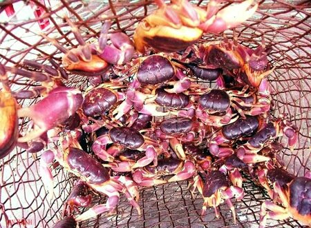 Sổ tay du lịch so tay du lich Sotaydulich Sotay Dulich Khampha Kham Pha Bui Thưỡng thức "đặc sản" cua đá ở Cù Lao Chàm