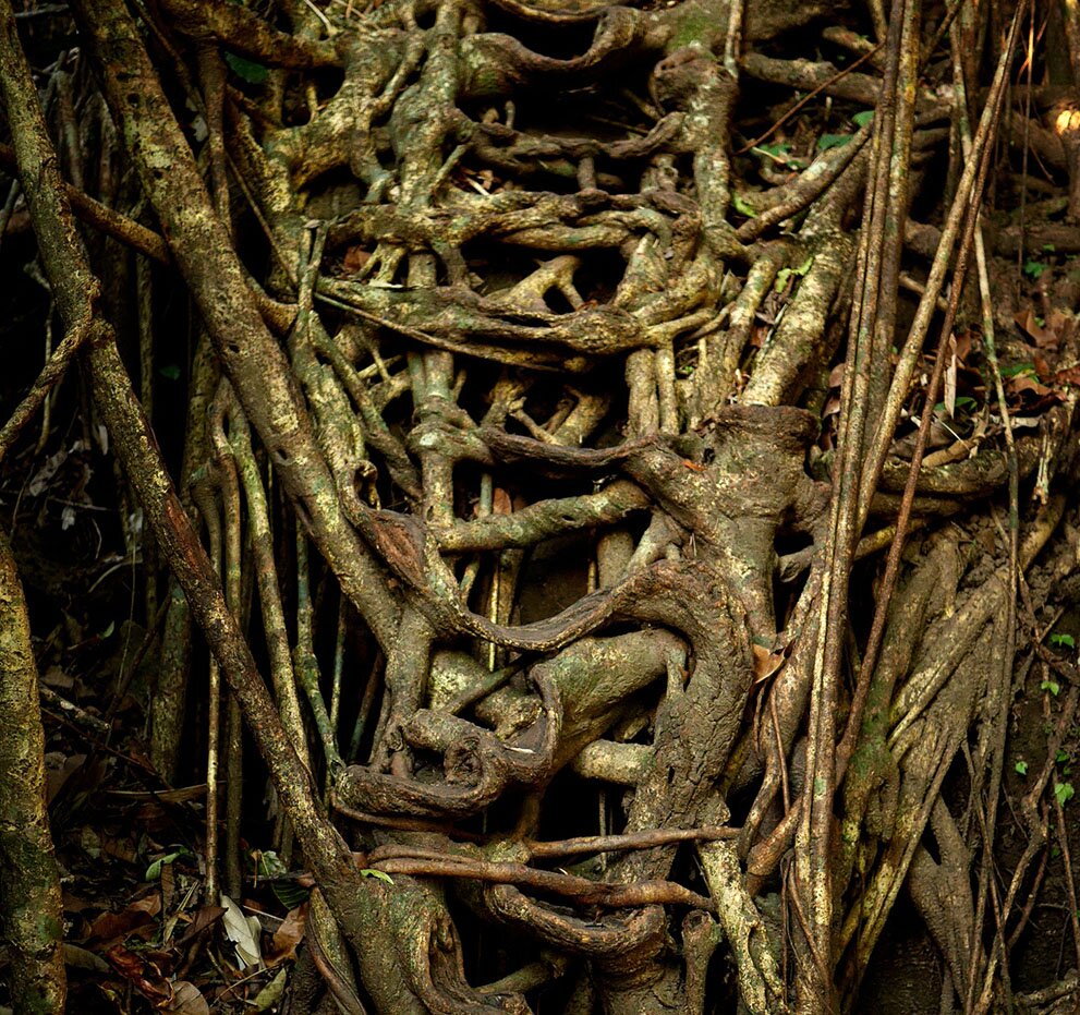 Sổ tay du lịch so tay du lich Sotaydulich Sotay Dulich Khampha Kham Pha Bui Meghalaya - Những ngôi làng ẩm ướt nhất thế giới
