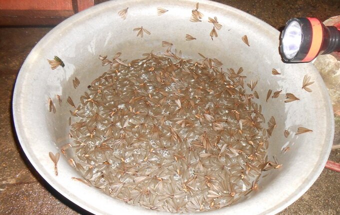 Sổ tay du lịch so tay du lich Sotaydulich Sotay Dulich Khampha Kham Pha Bui Mối đất - Hương vị đại ngàn xứ Quảng