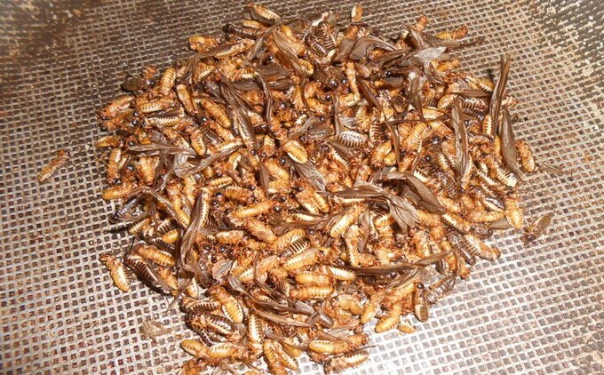 Sổ tay du lịch so tay du lich Sotaydulich Sotay Dulich Khampha Kham Pha Bui Mối đất - Hương vị đại ngàn xứ Quảng